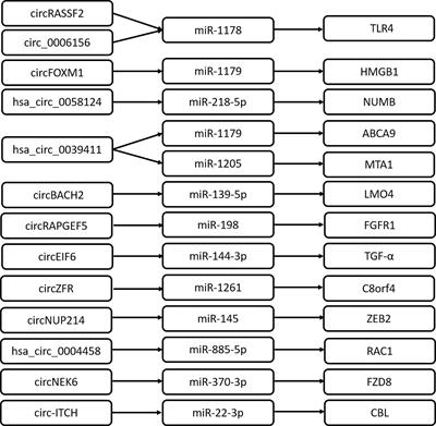 Advances on circRNAs Contribute to Carcinogenesis and Progression in Papillary Thyroid Carcinoma